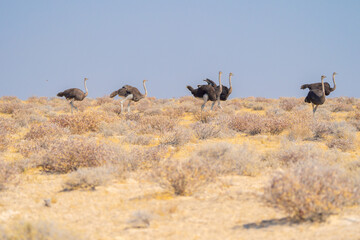 Ostrich bird. wildlife animal in forest field in safari conservative national park in Namibia,...