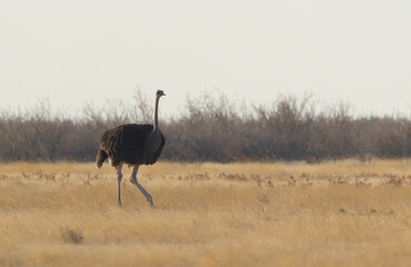 Ostrich bird. wildlife animal in forest field in safari conservative national park in Namibia,...