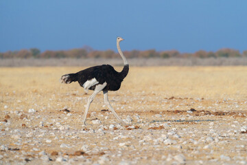 Ostrich bird. wildlife animal in forest field in safari conservative national park in Namibia,...