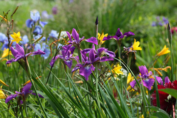 Garden with colorful flowers of irises, daylilies.
