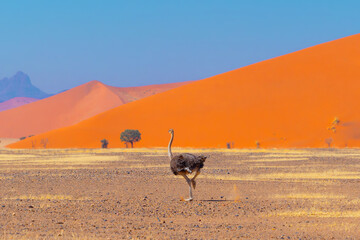 Ostrich bird. wildlife animal in forest field in safari conservative national park in Namibia,...