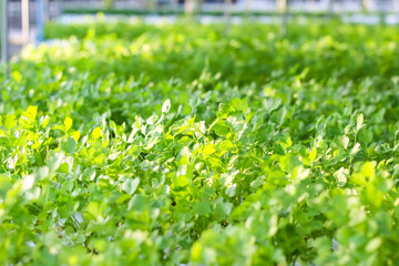 Fresh celery (Apium graveolens or  Khuen-chai ) with hydroponic system planting in greenhouse vegetable farm background