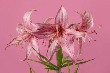 Bouquet of beautiful lilies of unusual color Isolated on a pink  background.