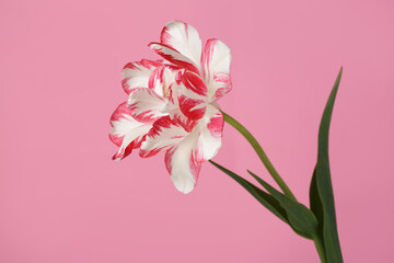 Red-white tulip flower isolated on pink background.