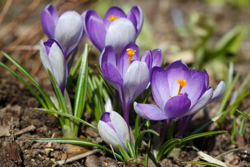 Purple with lilac crocuses on a spring sunny day.