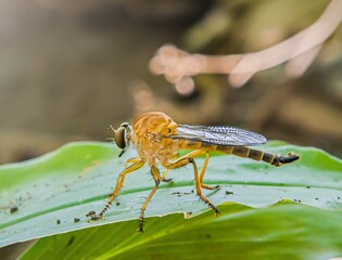 Ommatius or Robber Fly , on leaf