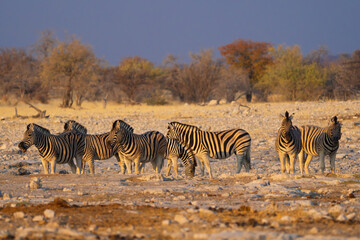 Naklejka premium Zebra. Wildlife animal in forest field in safari conservative national park in Namibia, South Africa. Natural landscape background.