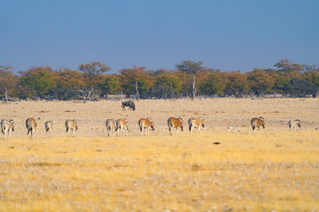 Obraz na płótnie Canvas Zebra. Wildlife animal in forest field in safari conservative national park in Namibia, South Africa. Natural landscape background.