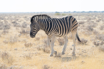 Fototapeta na wymiar Zebra. Wildlife animal in forest field in safari conservative national park in Namibia, South Africa. Natural landscape background.