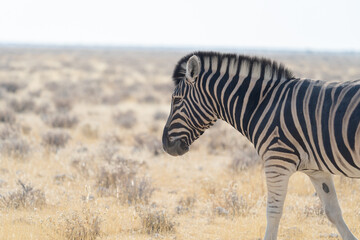Obraz na płótnie Canvas Zebra. Wildlife animal in forest field in safari conservative national park in Namibia, South Africa. Natural landscape background.