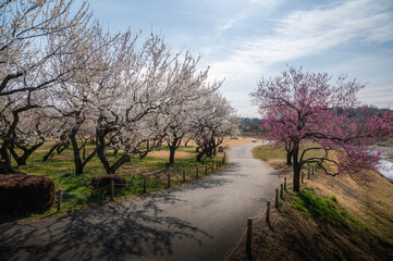 茨城県水戸市　満開の偕楽園　梅まつり