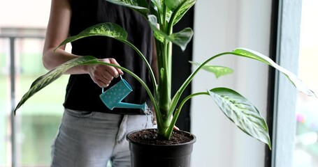 Woman waters dieffenbachia plant from watering can