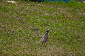 gull chick running on grass