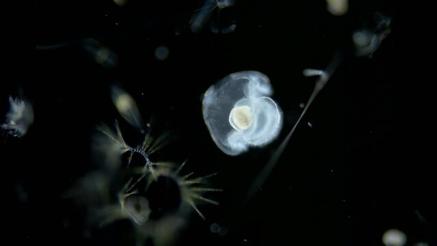 Larva of the worm Heteronemertea at pilidium stage under a microscope. Pilidiophora class. With help of cilia, it floats in the water column. Red sea