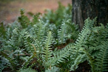 Green fern leaves on a sunny summer day. Green branches of a fern in the forest. Fern plants in the background of the forest. Beautifully textured fern leaves in autumn.