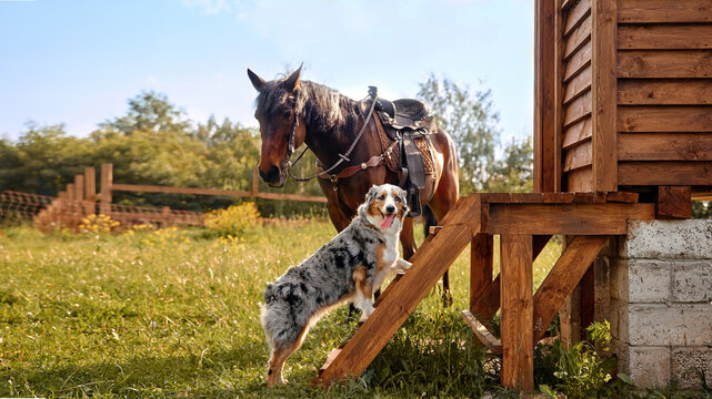 An Aussie dog and a brown horse look at each other meet on the street in the summer in a village in a meadow Concept of friendship products for animals