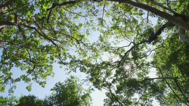 Tree tall Tree trunks below spring,summer,autumn,forest,fall top sky sunshine Australia. Looking up green trees lush low perspective sky daytime. Sun beams blue sky through trees row daylight.