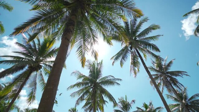 Green palm trees against blue sky background.Palm trees at sunlight on summer holiday island.Close-up.High quality 4k footage