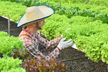 Bearded caucasian man in checkered shirt harvesting green oak lettuce in a greenhouse hydroponic farm