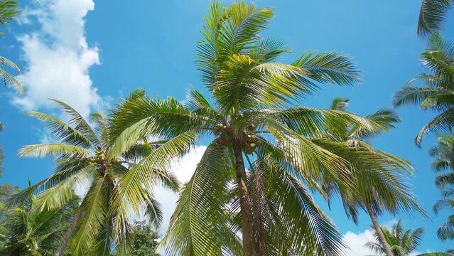 Coconut tree on the sea island. Low angle shot of coconut trees, green leaves, bright sky, hot weather. leaf against sky. 4k copy space. no people, B roll, insert,Slow motion, Cinematic, Text Space.
