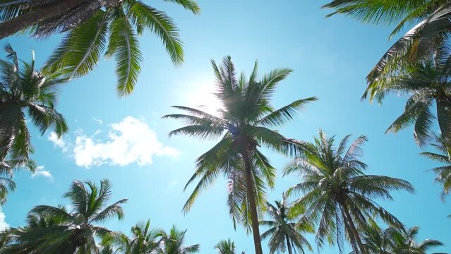 palm trees against blue sky. tropical beach with coconut palm tree.	