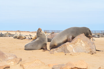 Seal or sea lion. Wildlife animal in forest field in safari conservative national park in Namibia,...