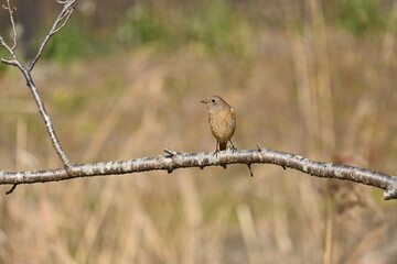 A female Daurian redstart. Passeriformes Muscicapidae. It is a migratory bird often seen in winter in Japan.