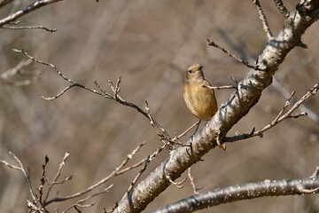 A female Daurian redstart. Passeriformes Muscicapidae. It is a migratory bird often seen in winter in Japan.