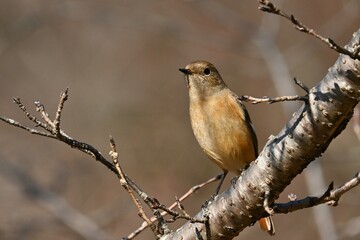 A female Daurian redstart. Passeriformes Muscicapidae. It is a migratory bird often seen in winter in Japan.