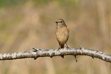 A female Daurian redstart. Passeriformes Muscicapidae. It is a migratory bird often seen in winter in Japan.