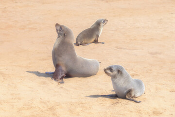 Obraz premium Seal or sea lion. Wildlife animal in forest field in safari conservative national park in Namibia, South Africa. Natural landscape background.