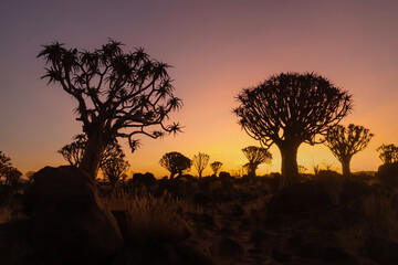 Naklejka na ściany i meble The Quiver Trees. Dry trees in forest field in national park in summer season in Namibia, South Africa. Natural landscape background.