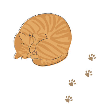 眠る茶トラの猫と足跡