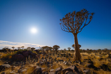 The Quiver Trees. Dry trees in forest field in national park in summer season in Namibia, South...