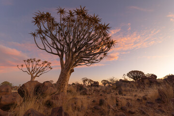 The Quiver Trees. Dry trees in forest field in national park in summer season in Namibia, South Africa. Natural landscape background. - obrazy, fototapety, plakaty