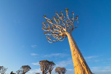 The Quiver Trees. Dry trees in forest field in national park in summer season in Namibia, South...