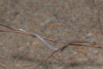 Southern Vine Snake (Thelotornis capensis)