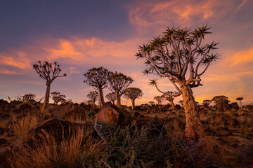 The Quiver Trees. Dry trees in forest field in national park in summer season in Namibia, South Africa. Natural landscape background. - obrazy, fototapety, plakaty