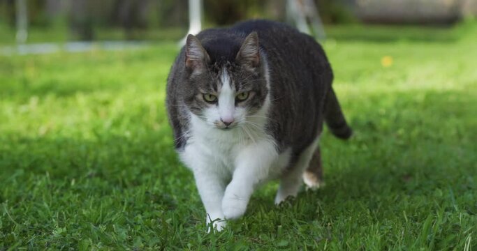 Gato caminando en el jard&iacute;n. 