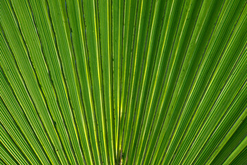 Obraz premium Green palm leaf background. Close up of green palm leaf texture.