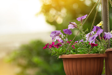Hanging petunia in brown pot in garden or city. Design, gardening. Copy space
