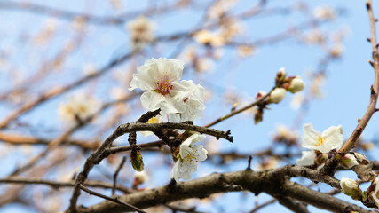 Discover the beauty of apple blossom flowers with our high-resolution image collection. Choose from a wide selection of images that capture the delicate pink petals and sweet fragrance of spring. 