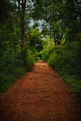 Dirt road in the forest. Photo in old color image style.