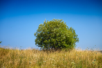 Tree in a field, Cantabria, Spain
