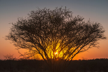 tree in desert by dawn