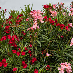 Fototapeta na wymiar Beautiful small Oleander flowers. a poisonous evergreen shrub that is widely grown in warm countries for its clusters of white, pink, or red flowers.