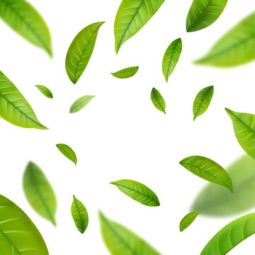Realistic green tea leaves in motion