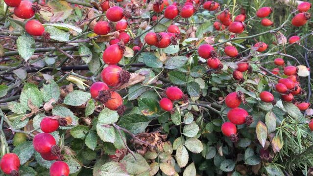 Rose hips at the bush in near plan