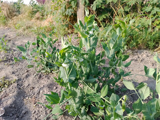 Green shoots of pea stalks with leaves in the vegetable garden.