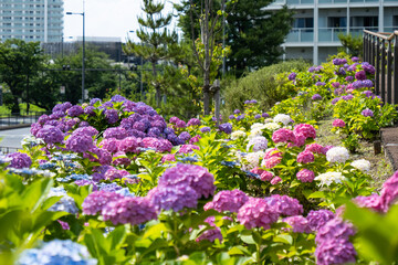 東京、二子玉川公園のあじさいの花
